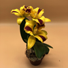 Rhyncattleanthe Burana Beauty-3